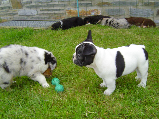 Publication : du Domaine Rosaris Auteur : Vanessa Grossemy