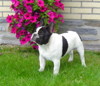 Publication : du Domaine Rosaris Auteur : Vanessa Grossemy