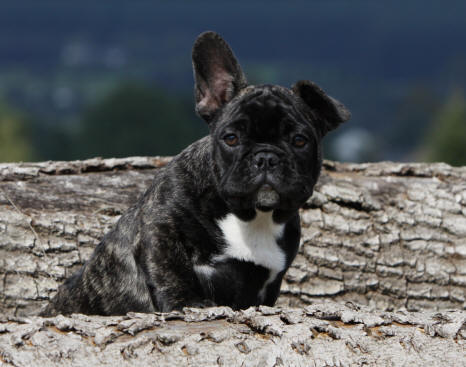 Publication : du Domaine Rosaris Auteur : Vanessa Grossemy