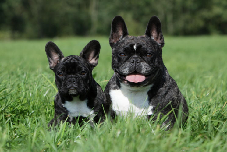 Publication : du Domaine Rosaris Auteur : Vanessa Grossemy