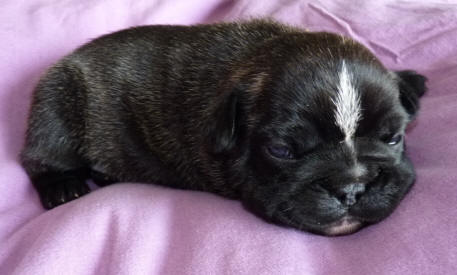 Publication : du Domaine Rosaris Auteur : Vanessa Grossemy