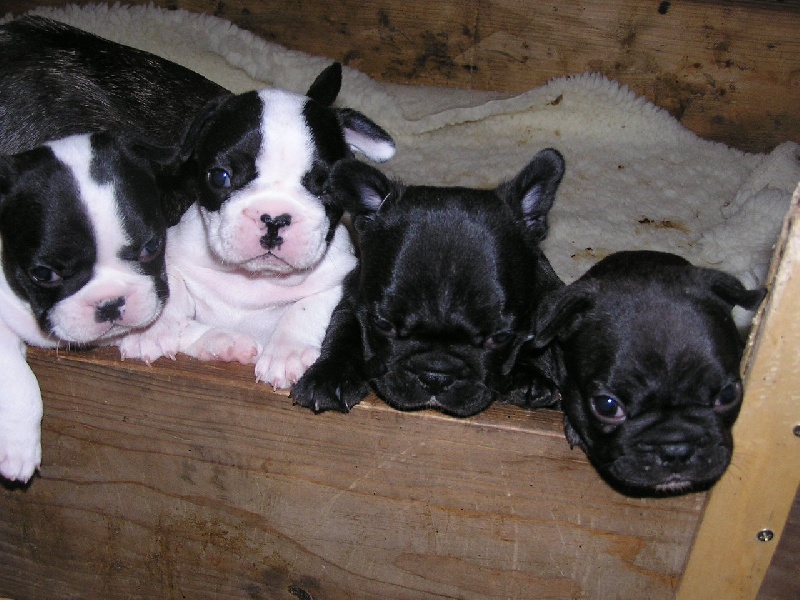 Publication : du Domaine Rosaris Auteur : JAMAR A