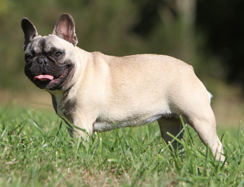 Publication : du Domaine Rosaris Auteur : Ariane JAMAR