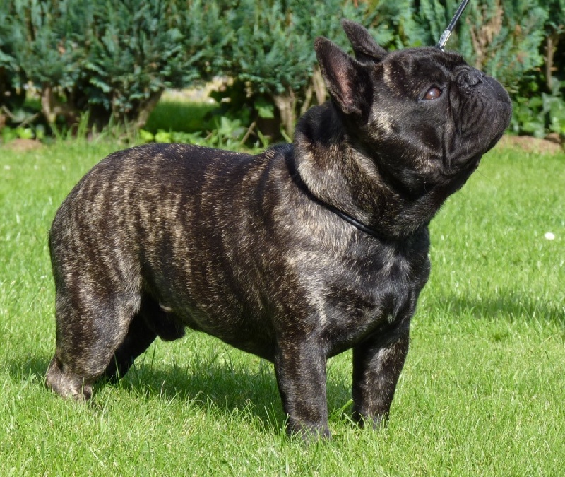 Publication : du Domaine Rosaris Auteur : JAMAR Ariane