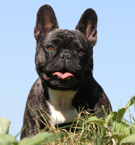 Publication : du Domaine Rosaris Auteur : Vanessa Grossemy