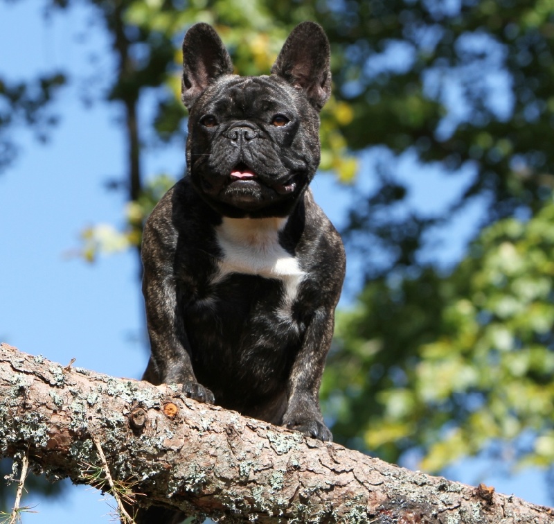 Publication : du Domaine Rosaris Auteur : Vanessa Grossemy