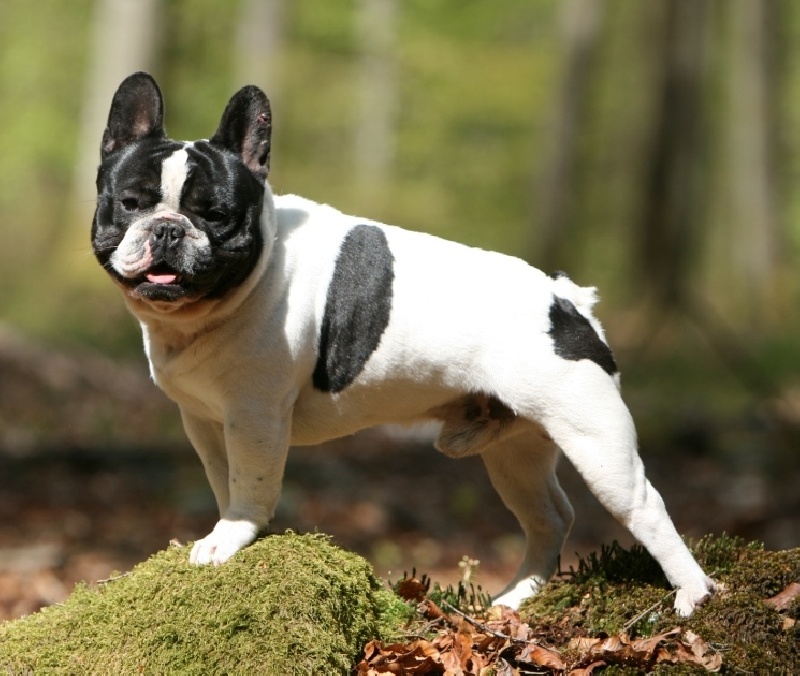 Publication : du Domaine Rosaris Auteur : Vanessa Grossemy