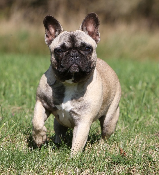 Publication : du Domaine Rosaris Auteur : Ariane JAMAR