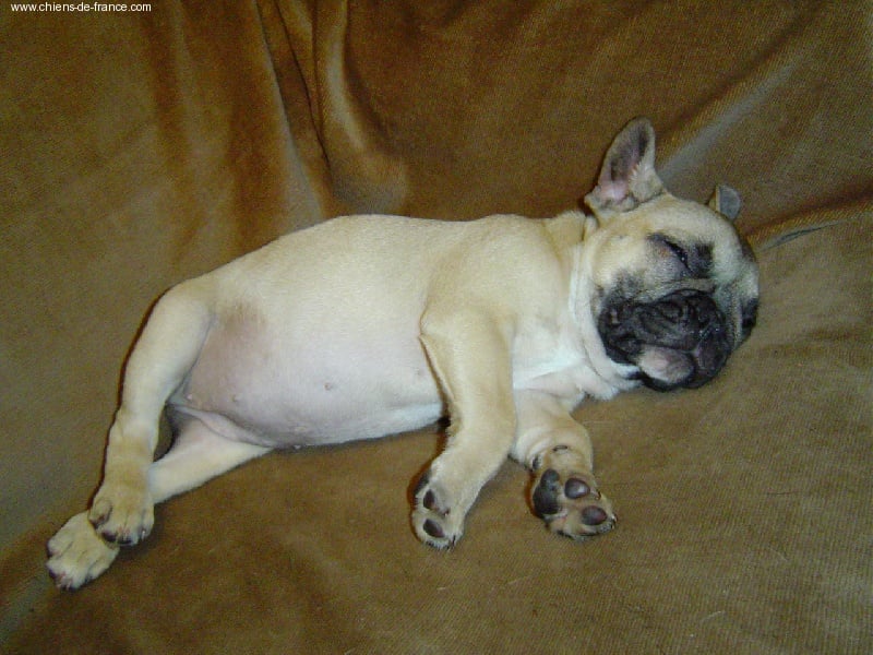 Publication : du Domaine Rosaris Auteur : Grossemy Vanessa