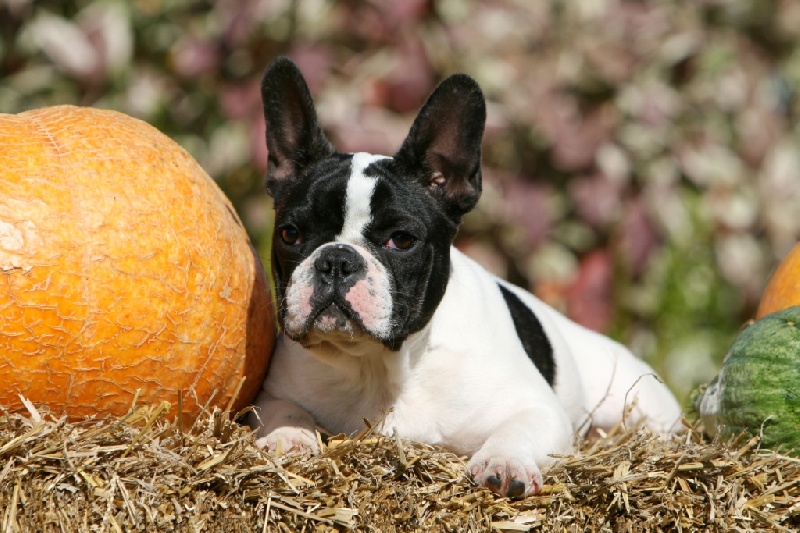 Publication : du Domaine Rosaris Auteur : JAMAR A