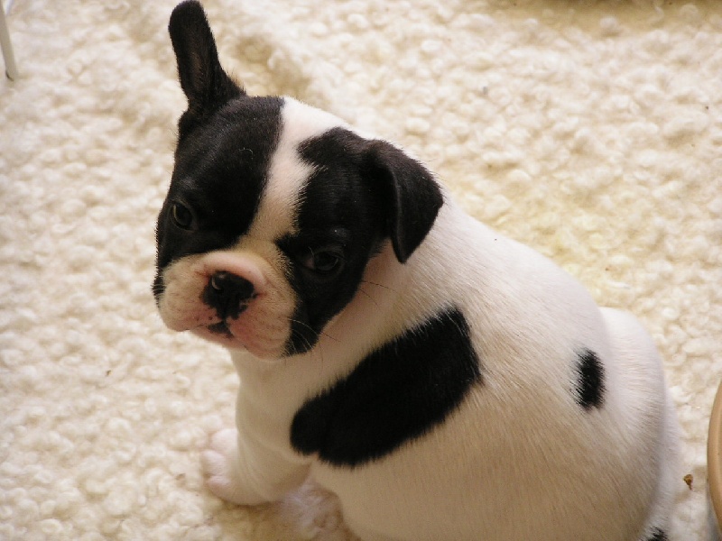 Publication : du Domaine Rosaris Auteur : JAMAR A