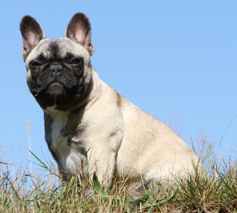 Publication : du Domaine Rosaris Auteur : Ariane JAMAR