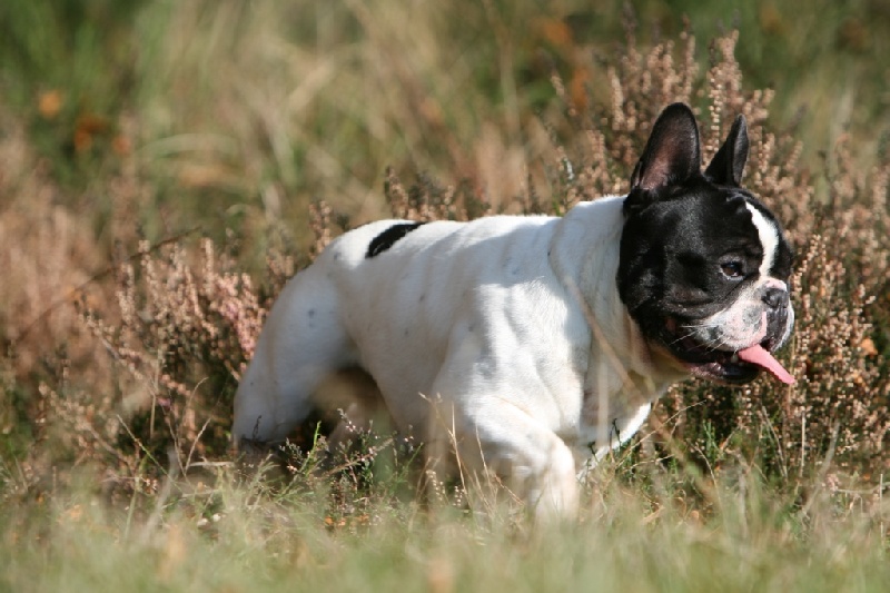 Publication : du Domaine Rosaris Auteur : Vanessa Grossemy