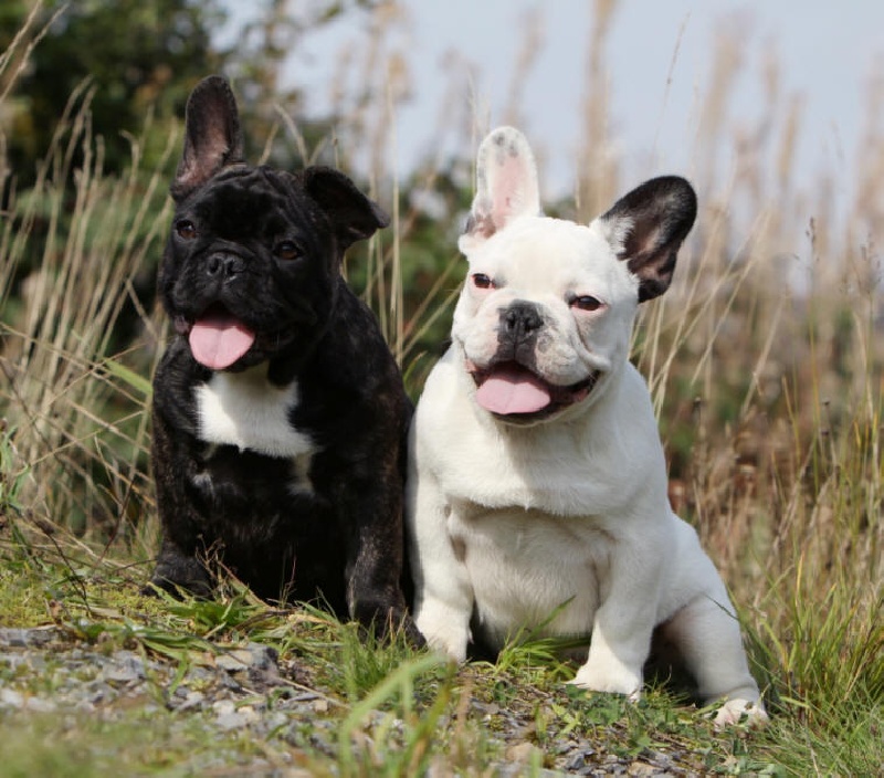 Publication : du Domaine Rosaris Auteur : Vanessa Grossemy