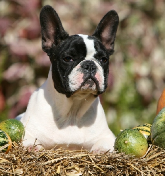 Publication : du Domaine Rosaris Auteur : JAMAR A