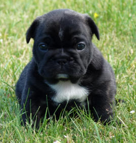 Publication : du Domaine Rosaris Auteur : Vanessa Grossemy