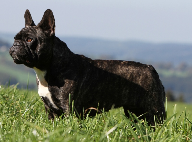 Publication : du Domaine Rosaris Auteur : Vanessa Grossemy