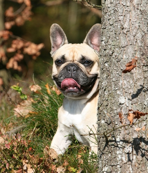 Publication : du Domaine Rosaris Auteur : Grossemy Vanessa