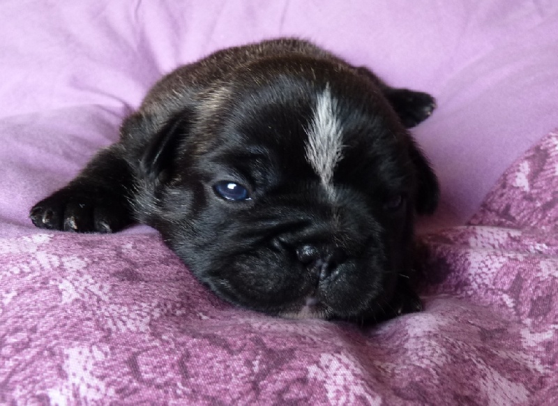 Publication : du Domaine Rosaris Auteur : Vanessa Grossemy