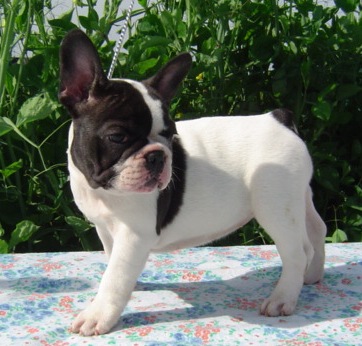 Publication : du Domaine Rosaris Auteur : JAMAR A