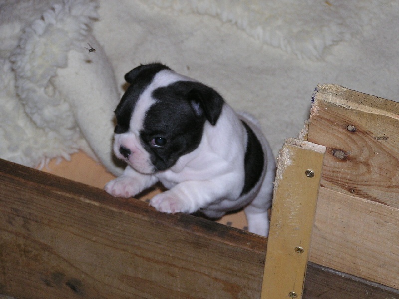 Publication : du Domaine Rosaris Auteur : JAMAR A