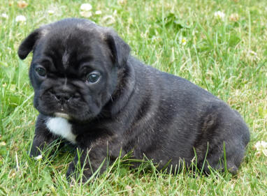 Publication : du Domaine Rosaris Auteur : Vanessa Grossemy