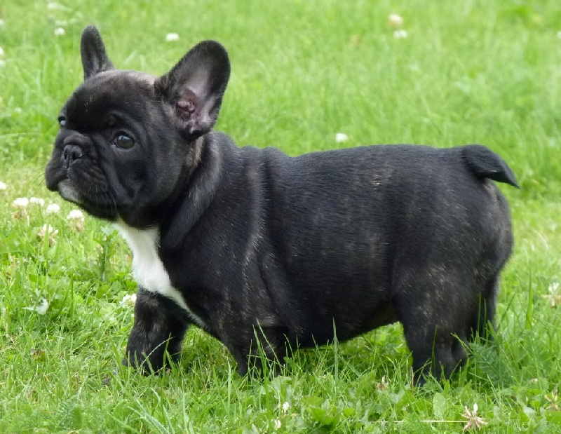 Publication : du Domaine Rosaris Auteur : Vanessa Grossemy