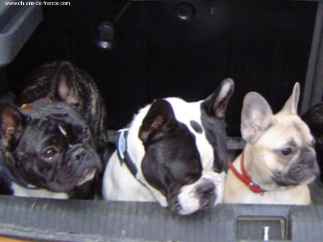 Publication : du Domaine Rosaris Auteur : Grossemy Vanessa