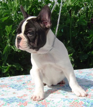 Publication : du Domaine Rosaris Auteur : JAMAR A