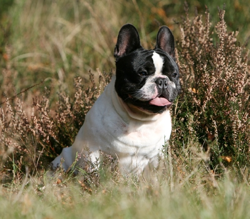 Publication : du Domaine Rosaris Auteur : Vanessa Grossemy