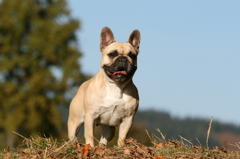 Publication : du Domaine Rosaris Auteur : Grossemy Vanessa