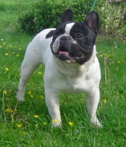 Publication : du Domaine Rosaris Auteur : Vanessa Grossemy