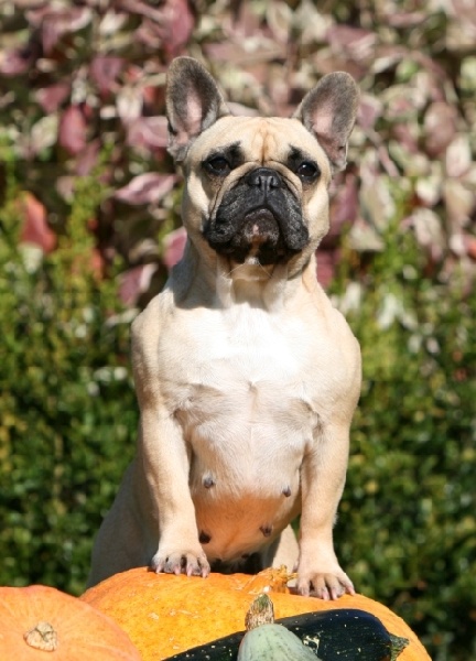 Publication : du Domaine Rosaris Auteur : Grossemy Vanessa