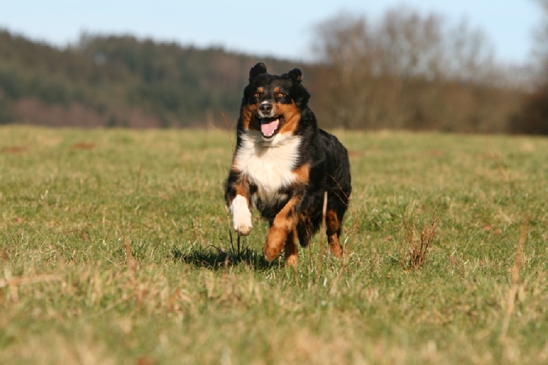 Publication : du Domaine Rosaris