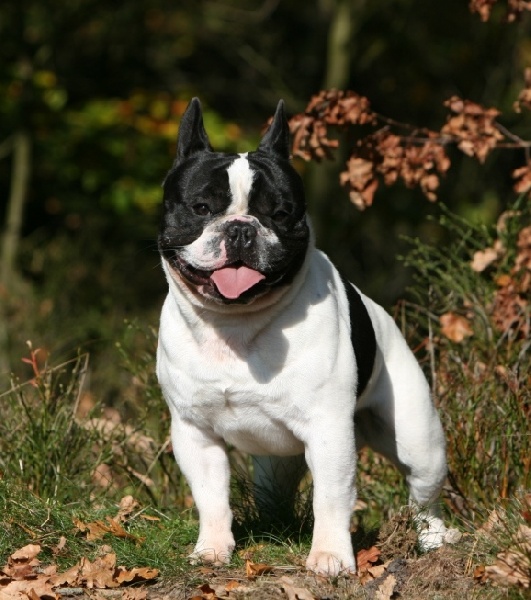 Publication : du Domaine Rosaris Auteur : Vanessa Grossemy