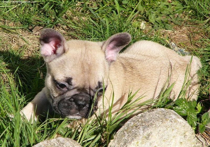 Publication : du Domaine Rosaris Auteur : Grossemy Vanessa