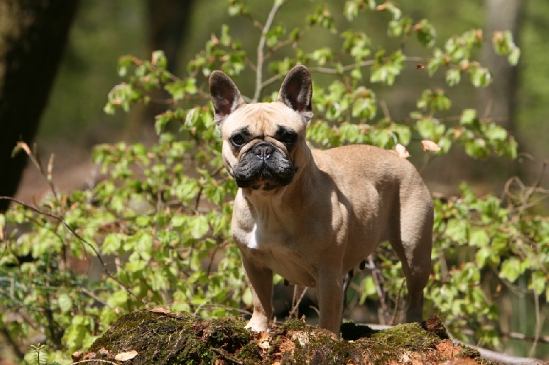 Publication : du Domaine Rosaris Auteur : Grossemy Vanessa