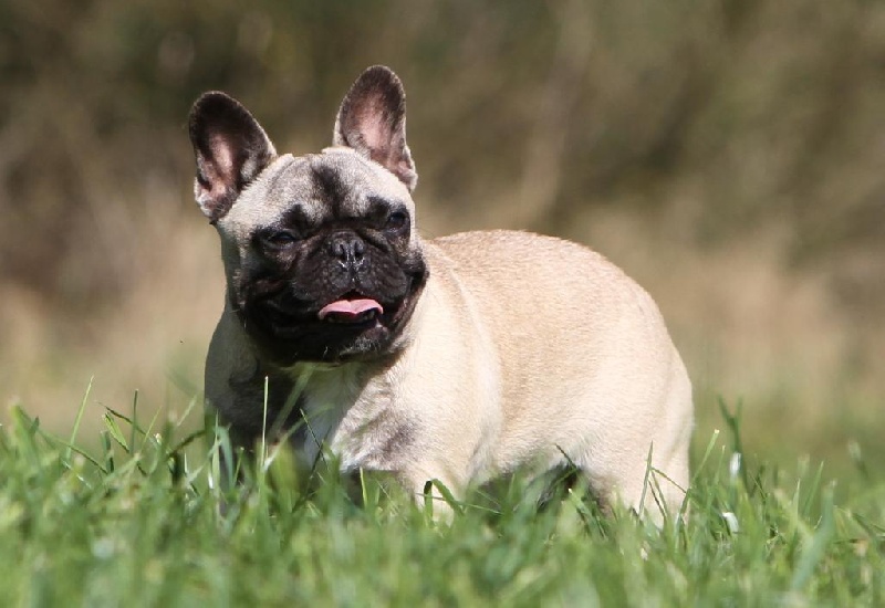 Publication : du Domaine Rosaris Auteur : Ariane JAMAR