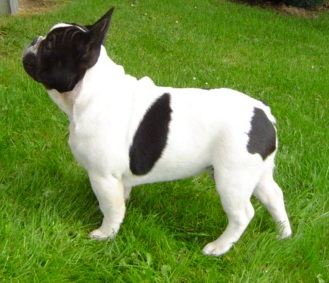 Publication : du Domaine Rosaris Auteur : Vanessa Grossemy