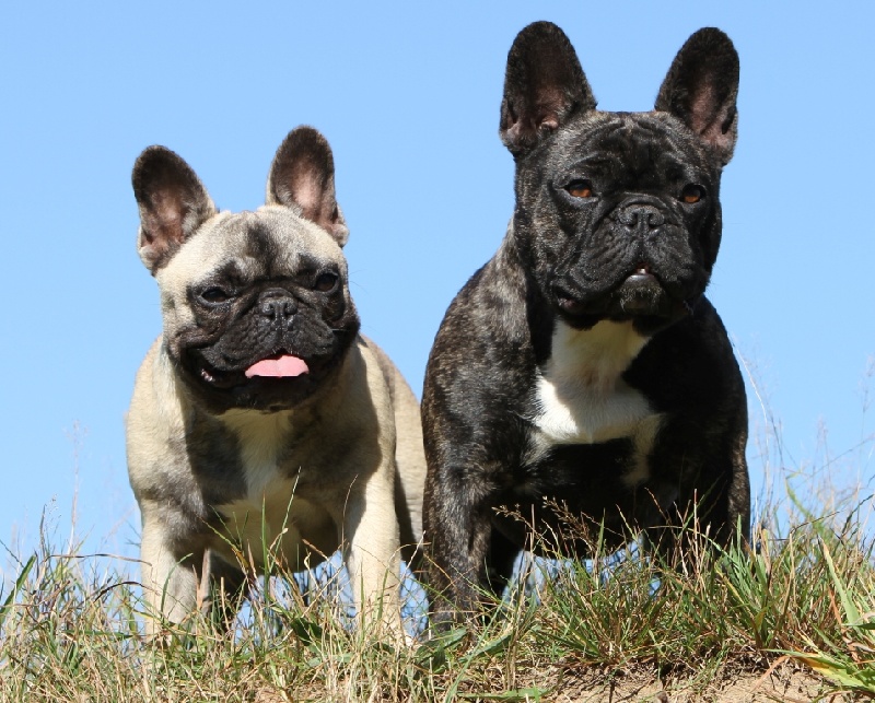 Publication : du Domaine Rosaris Auteur : Vanessa Grossemy