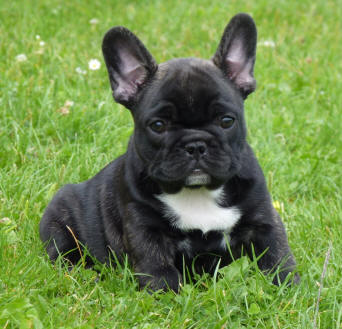 Publication : du Domaine Rosaris Auteur : Vanessa Grossemy