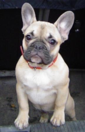 Publication : du Domaine Rosaris Auteur : Grossemy Vanessa