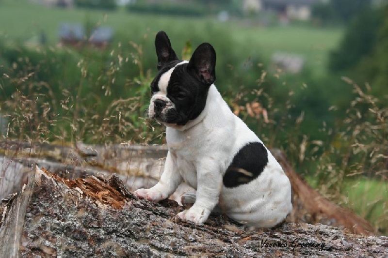 Publication : du Domaine Rosaris Auteur : Vanessa Grossemy