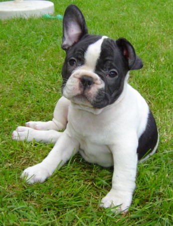 Publication : du Domaine Rosaris Auteur : Vanessa Grossemy