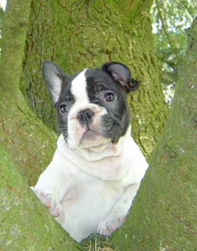 Publication : du Domaine Rosaris Auteur : Vanessa Grossemy