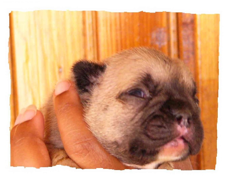 Publication : du Domaine Rosaris Auteur : Grossemy Vanessa