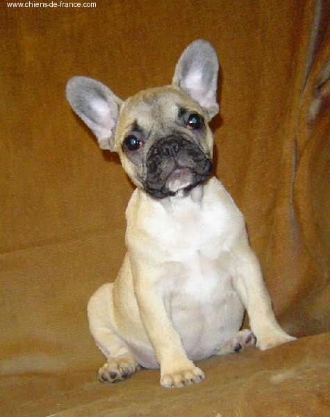 Publication : du Domaine Rosaris Auteur : Grossemy Vanessa