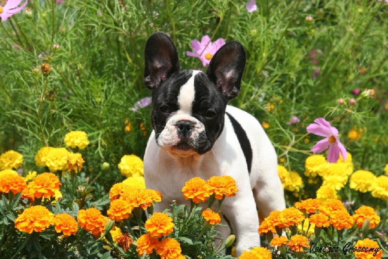 Publication : du Domaine Rosaris Auteur : Vanessa Grossemy