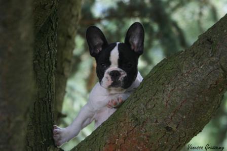 Publication : du Domaine Rosaris Auteur : Vanessa Grossemy