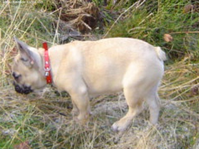 Publication : du Domaine Rosaris Auteur : Grossemy Vanessa